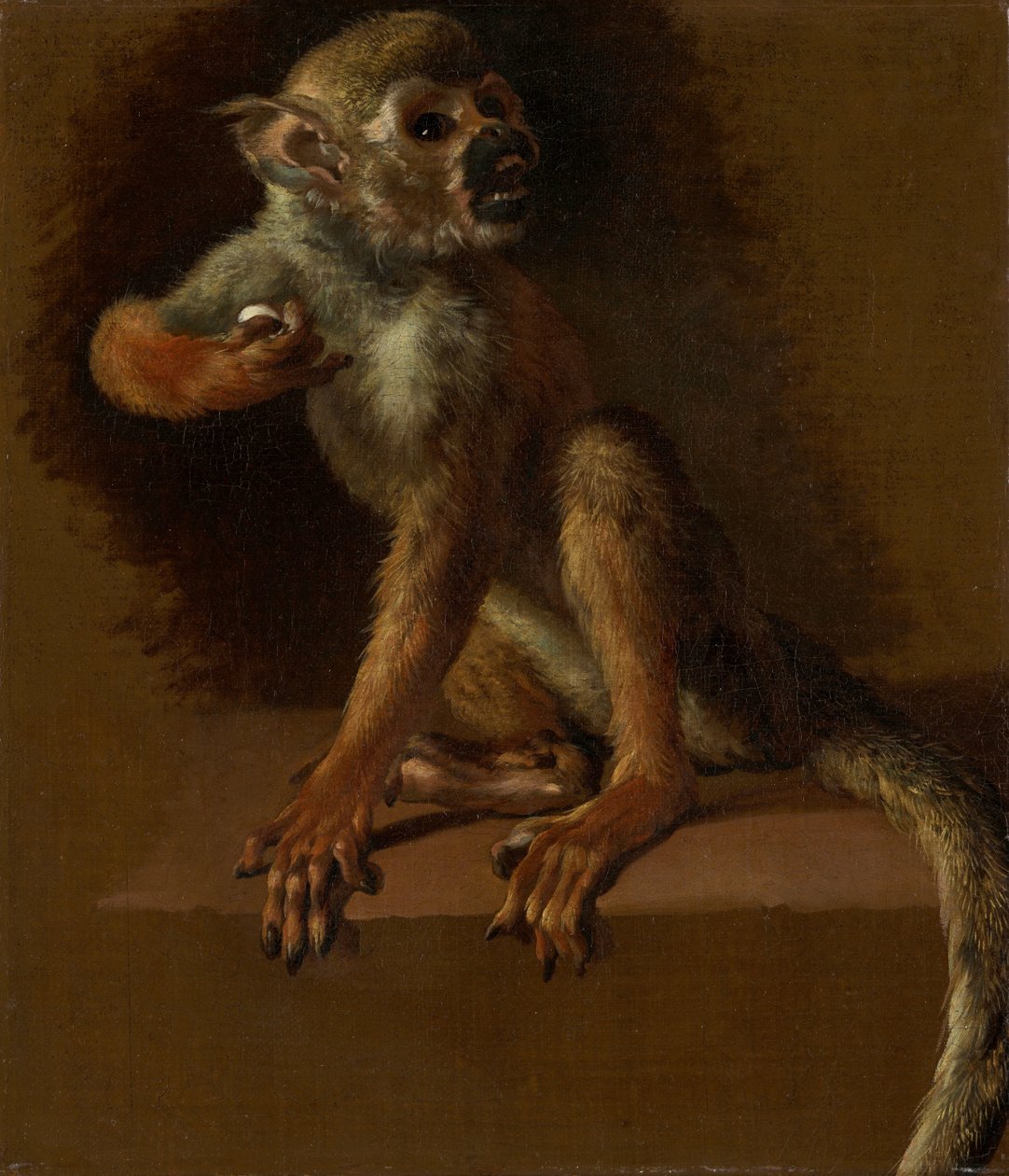 坐着的猴子 作者 Jan Baptist Weenix