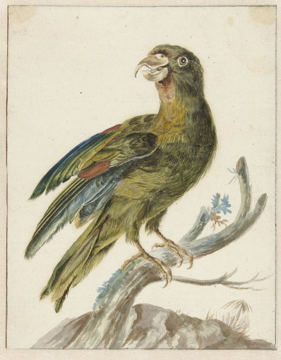 鹦鹉 作者 Jan Baptist Weenix