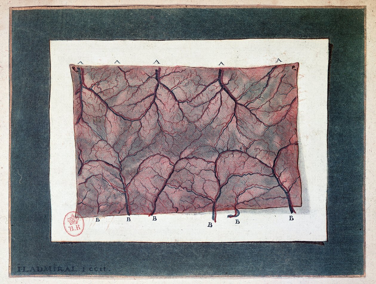 肠膜神经，Ladmiral 作者 Jan或Joannes Ladmiral