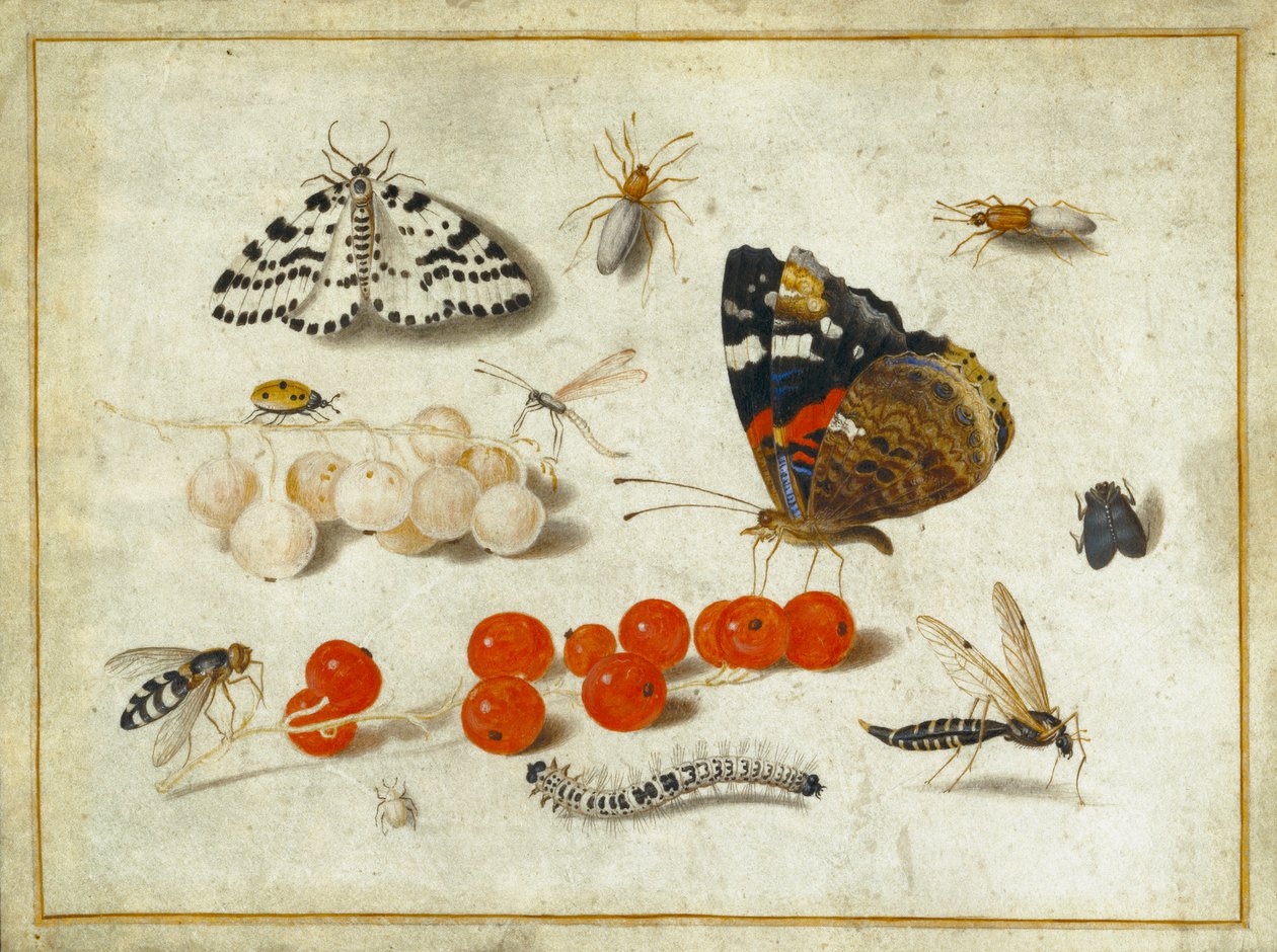 蝴蝶，毛毛虫，蛾类，昆虫和葡萄干，c.1650-65（牛皮纸上的水粉和墨水） 作者 扬·范·凯塞尔（Jan van Kessel）
