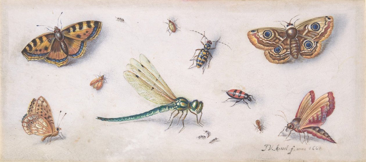 昆虫、蝴蝶和一只蜻蜓，17世纪。 作者 扬·范·凯塞尔（Jan van Kessel）