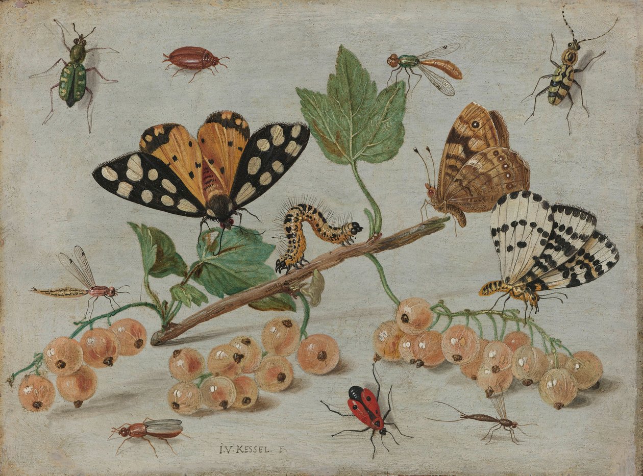 昆虫与水果，c.1660-5（铜上油） 作者 扬·范·凯塞尔（Jan van Kessel）