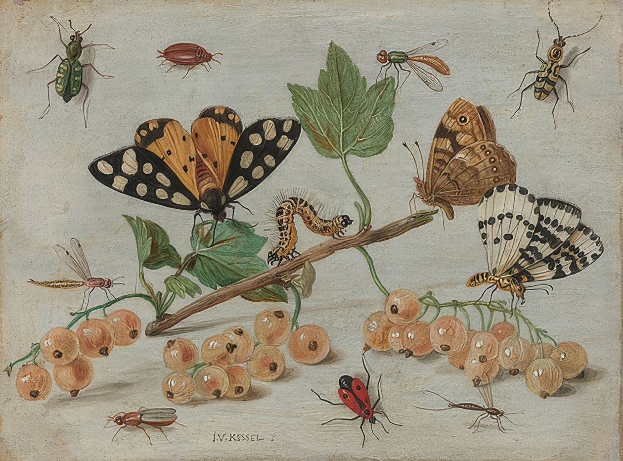 昆虫和水果。约于1660-65年 作者 扬·范·凯塞尔（Jan van Kessel）