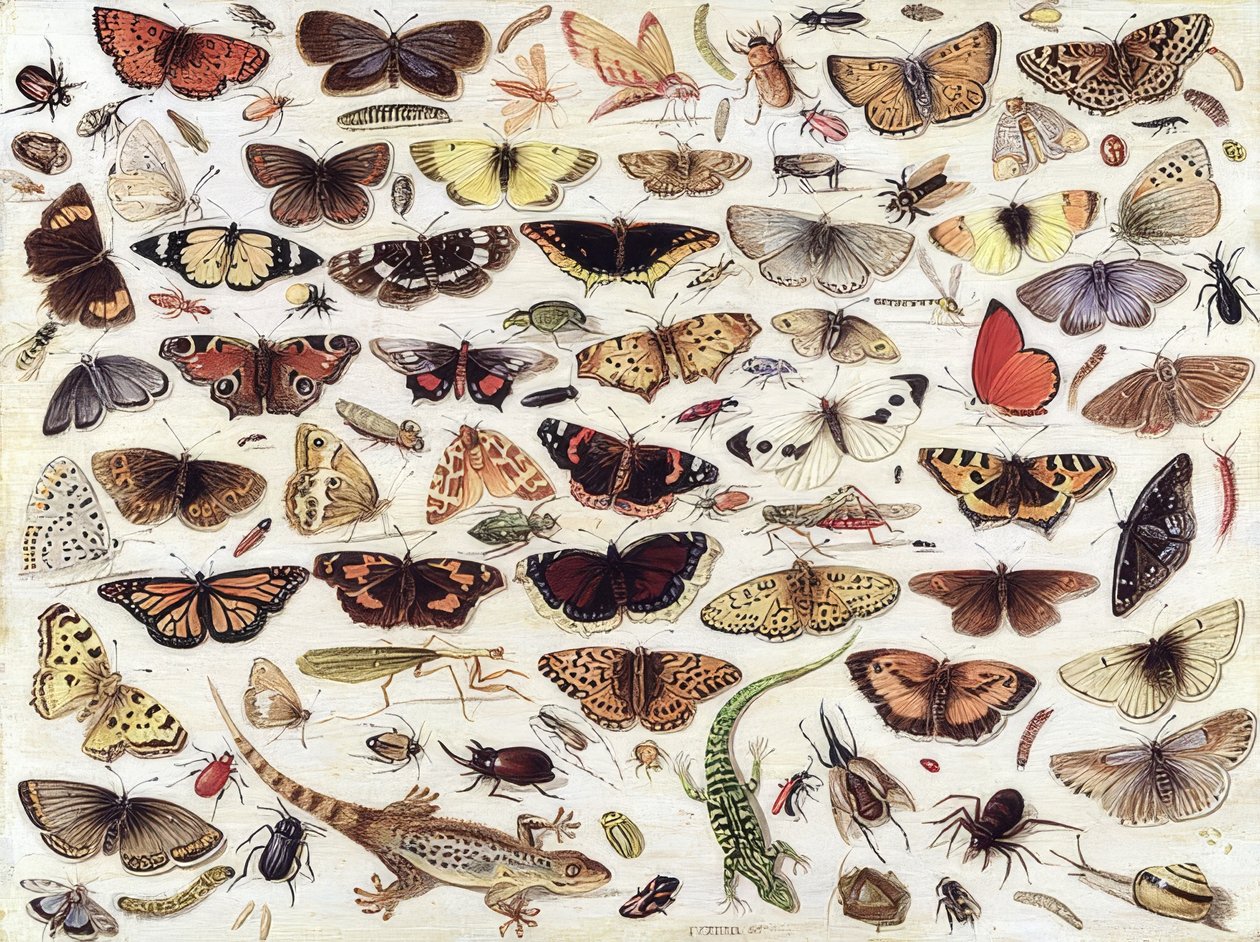 研究蝴蝶和其他昆虫。 1657 作者 扬·范·凯塞尔（Jan van Kessel）