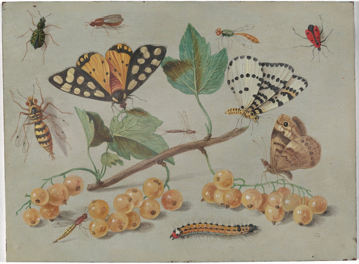 蝴蝶和昆虫的研究 作者 扬·范·凯塞尔（Jan van Kessel）