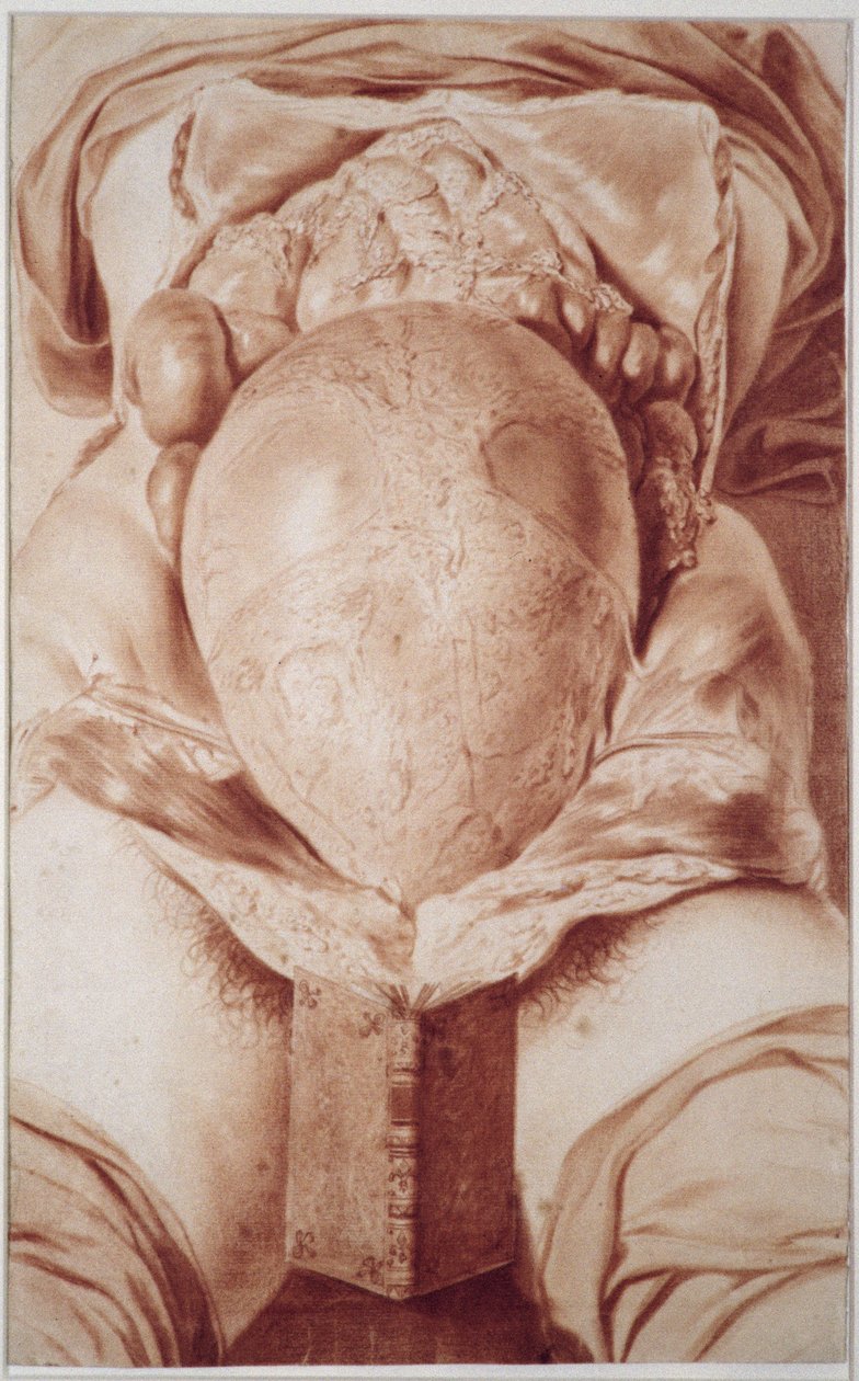 MS Hunter 658板XXVI图片来自William Hunter（1718-83）“人类妊娠子宫剖析”，1774年（粉笔在纸上） 作者 扬·范·里姆斯迪克（Jan van Rymsdyk）