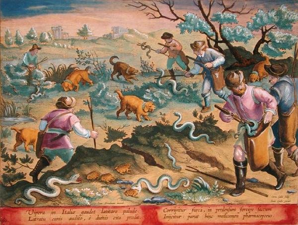 意大利毒蛇吃蟾蜍，板块60，来自《狩猎：野兽、鸟类、鱼类》（Venationes Ferarum, Avium, Piscium），由Jan Collaert（1566-1628）雕刻，阿姆斯特丹的Phillipus Gallaeus出版（手工彩色雕刻）。 作者 扬·范德·斯特雷特