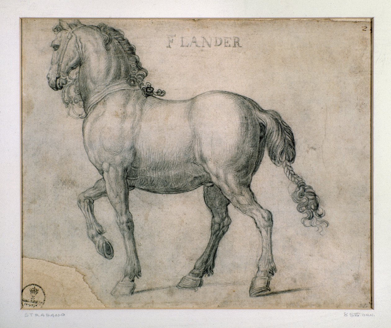 Giovanni Stradano (Jan van der Straet) (1523-1605) 弗兰德斯绘画中的一匹马的研究，佛罗伦萨，乌菲兹美术馆（办公室） 作者 扬·范德·斯特雷特