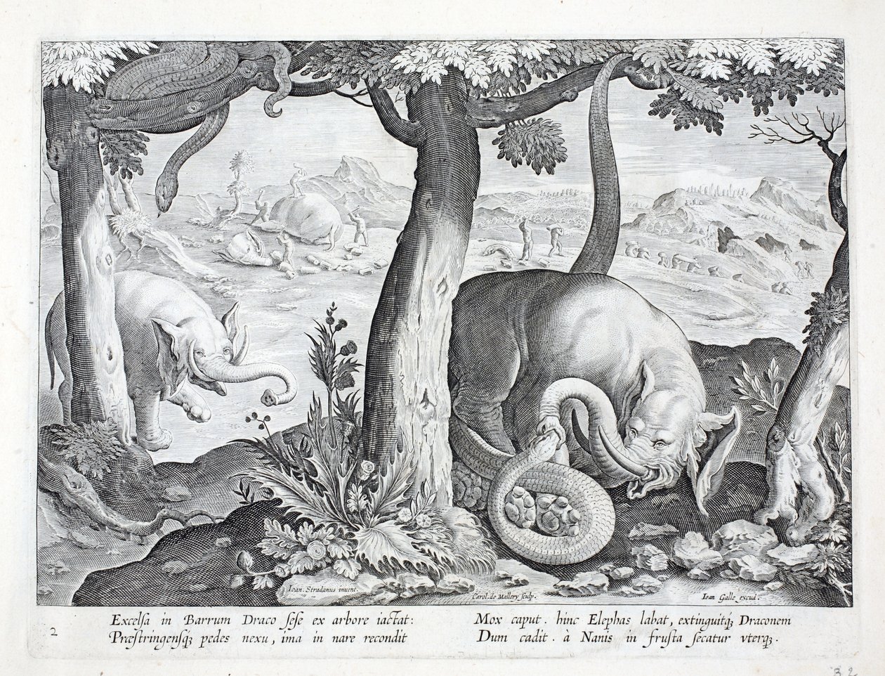 蛇用于大象狩猎，插图来自&39;Venationes，Ferarum，Avium，Piscium&39;（狩猎：野兽，鸟类，鱼类），由Jan Collaert（1566-1628）雕刻，酒吧。作者：菲利普斯加拉乌斯，阿姆斯特丹 作者 扬·范德·斯特雷特