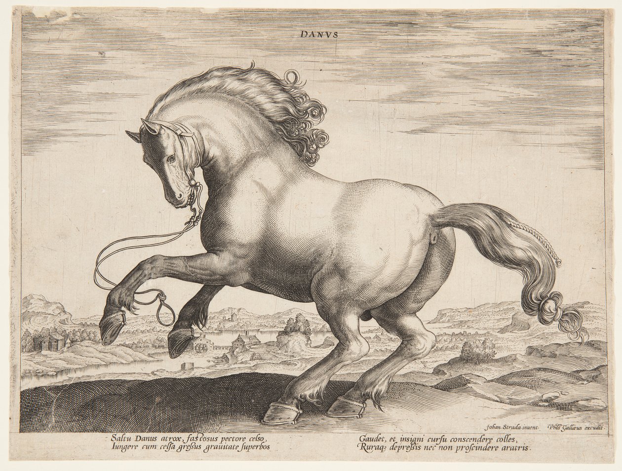 丹麦马，选自第四套 "Equile Joannis Austriaci"。 作者 扬·范德斯特雷特（Jan van der Straet），又名斯特拉达努斯