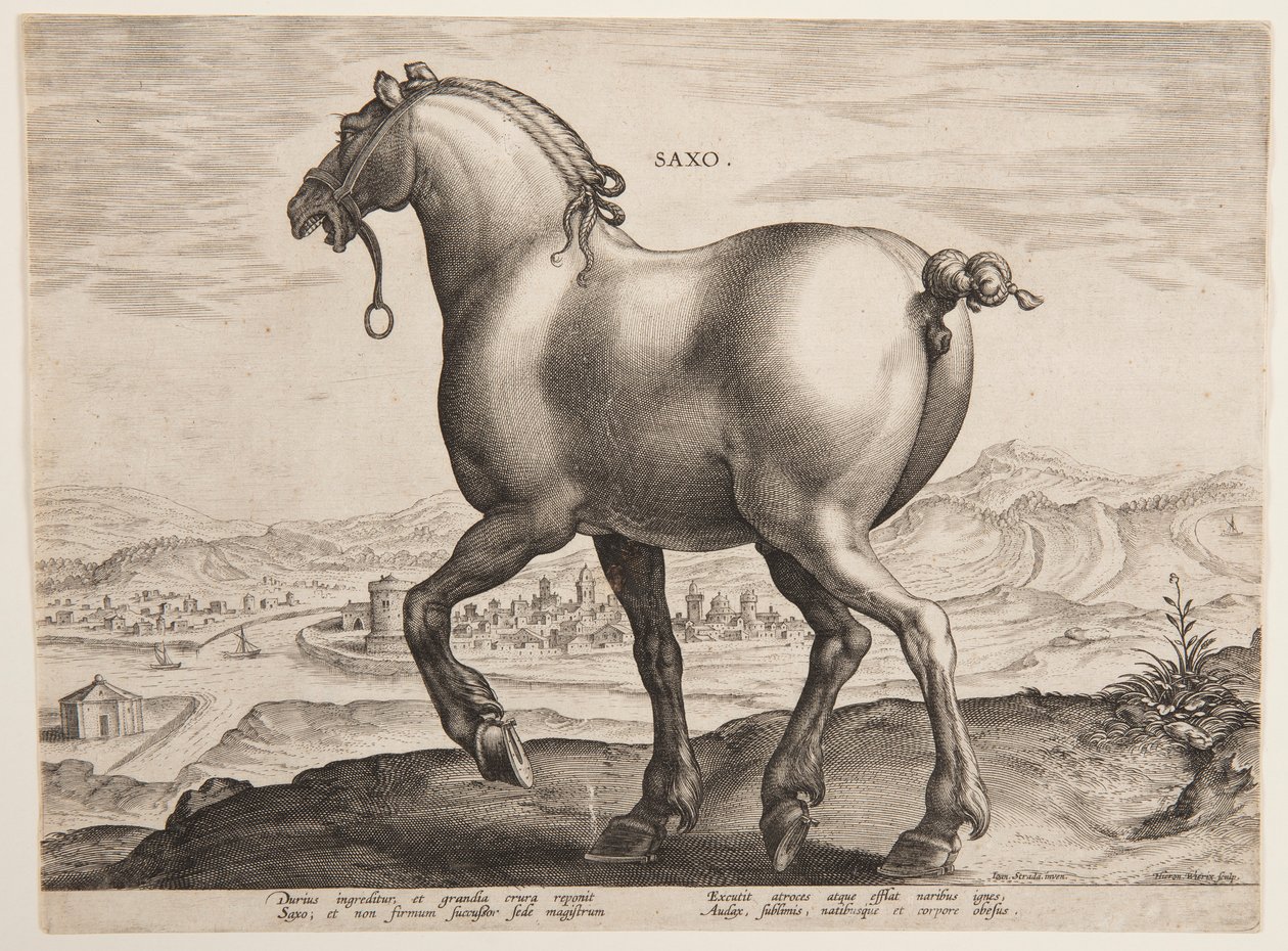 萨克森马，选自第一套 "Equile Joannis Austriaci"（奥地利马）。 作者 扬·范德斯特雷特（Jan van der Straet），又名斯特拉达努斯