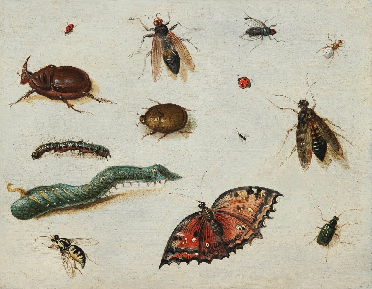 "" Insects "" (Insects) 绘画，Jan Van Kessel the Elder (1626-1679) 木版油 尺寸 13x16.5 厘米基金会保管 作者 凯瑟尔长老范