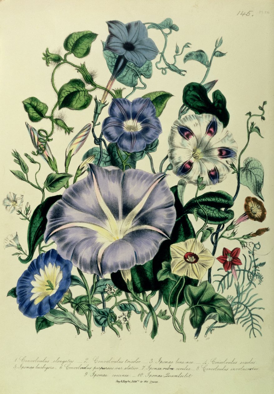 Bindweed，来自&39;The Ladies&39;Flower Garden&39;的盘子26，于1842年出版 作者 简·劳登