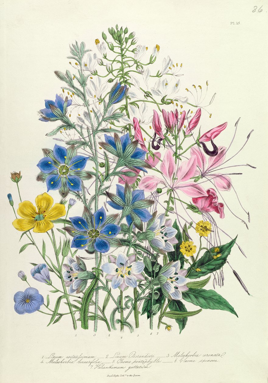 矢车菊，来自&39;女士花卉园&39;的15号盘，于1842年出版 作者 简·劳登