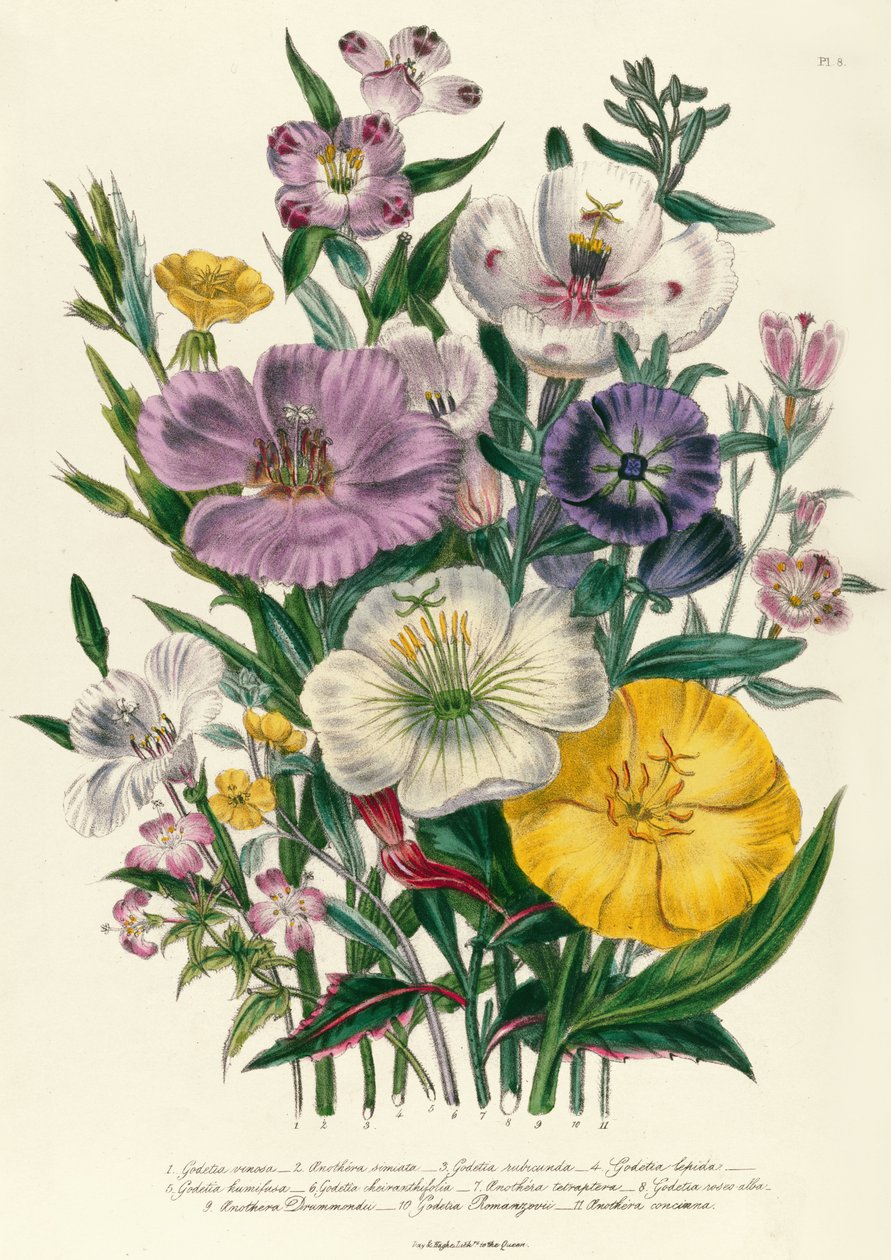 Godetia和Anothera，来自&39;女士花卉园&39;的第8块，于1842年出版 作者 简·劳登