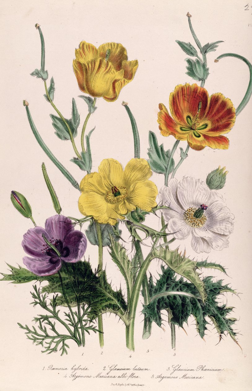 罂粟花和银莲花，来自&39;女士花卉园&39;的第5块，于1842年出版 作者 简·劳登