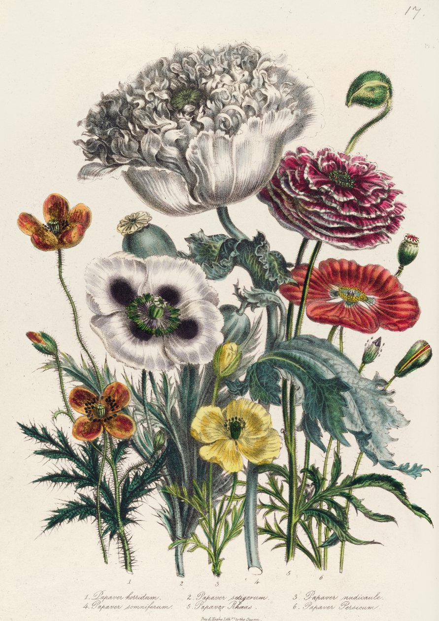 罂粟花，来自&39;女士花园&39;的4号盘子，于1842年出版 作者 简·劳登