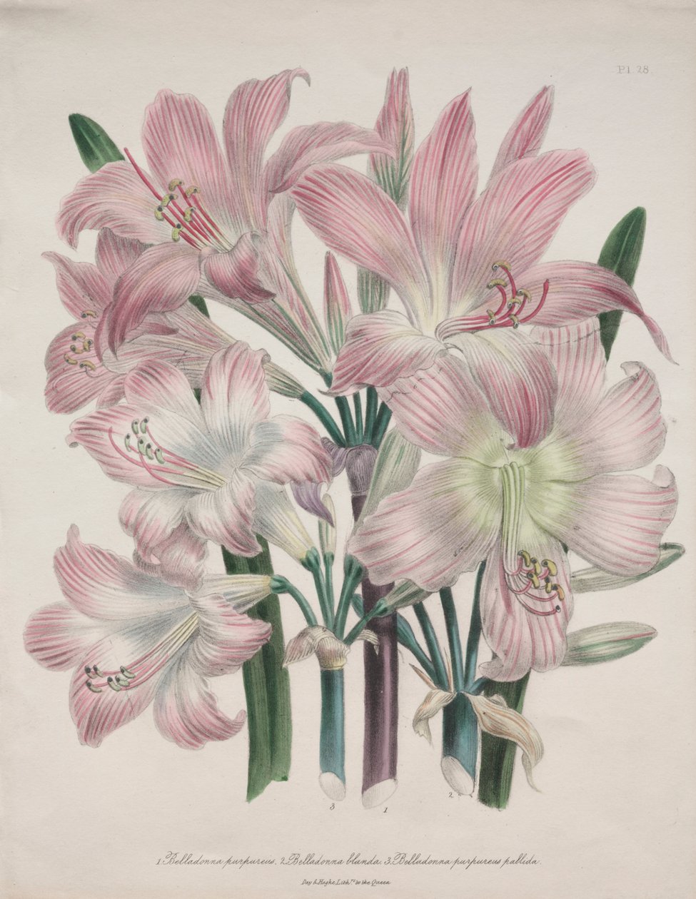 颠茄百合：Amaryllis belladonna 作者 简·劳登