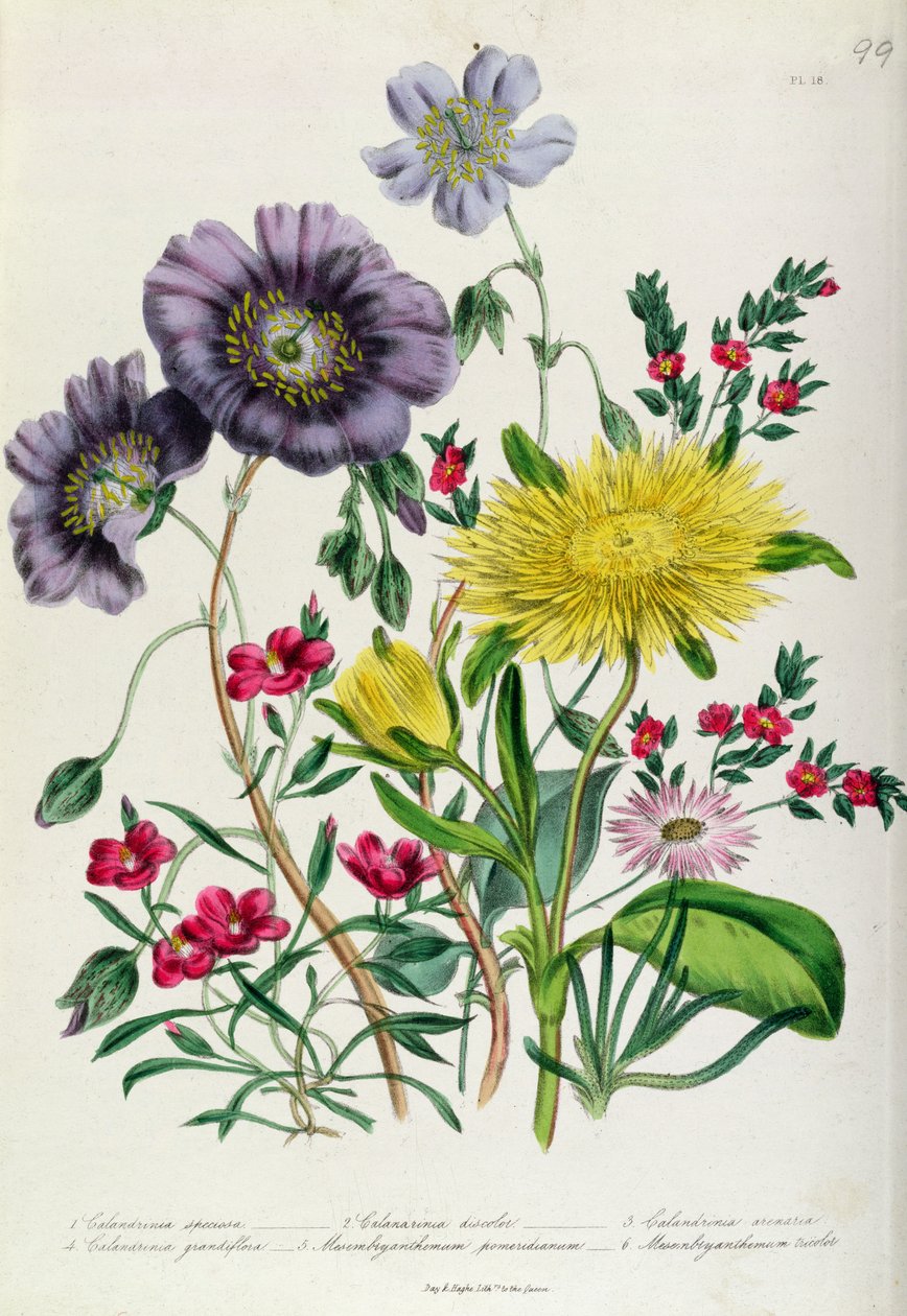 Calandrinia，来自&39;The Ladies&39;Flower Garden&39;的18号板块，1842年出版（彩色光刻） 作者 简·劳登
