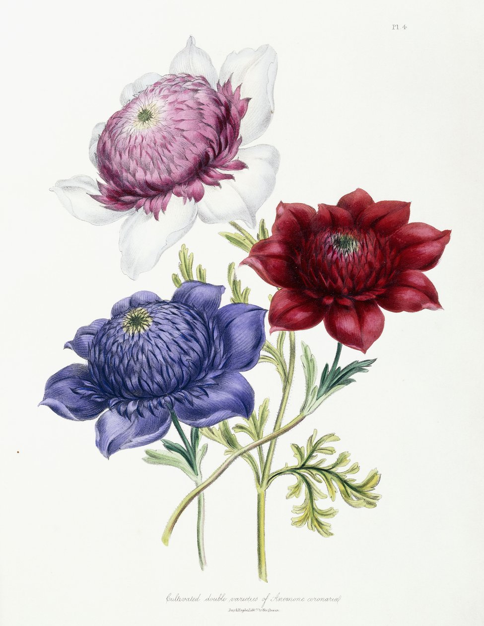 海葵冠状双栽培品种，1843-49年 作者 简·劳登