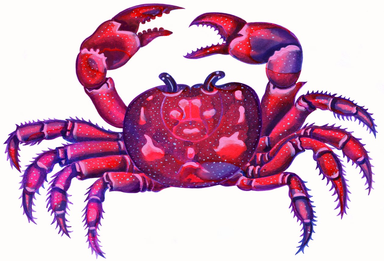 癌症螃蟹，1996年，（墨水和水粉） 作者 简·塔特斯菲尔德
