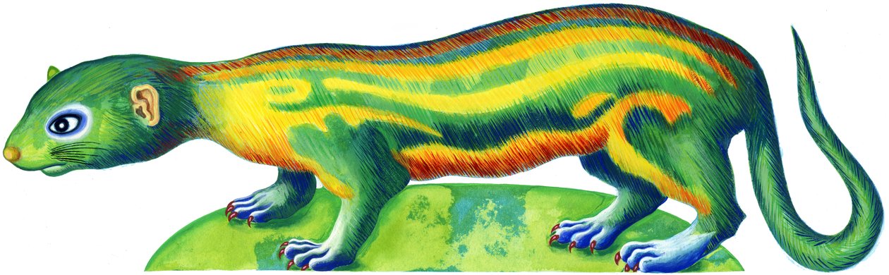 Ferret，1996，（墨水和水粉） 作者 简·塔特斯菲尔德