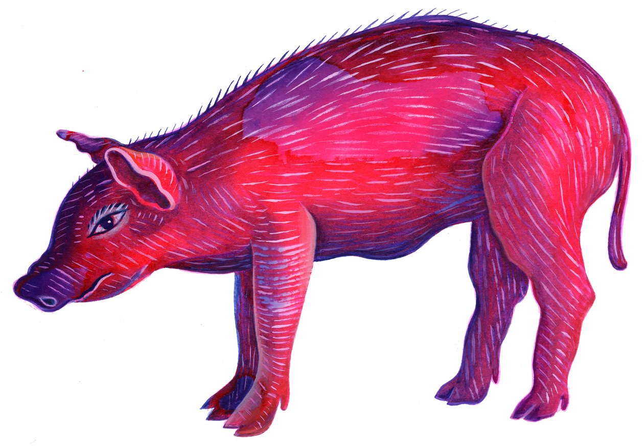 Pig，1996，（墨水和水粉） 作者 简·塔特斯菲尔德
