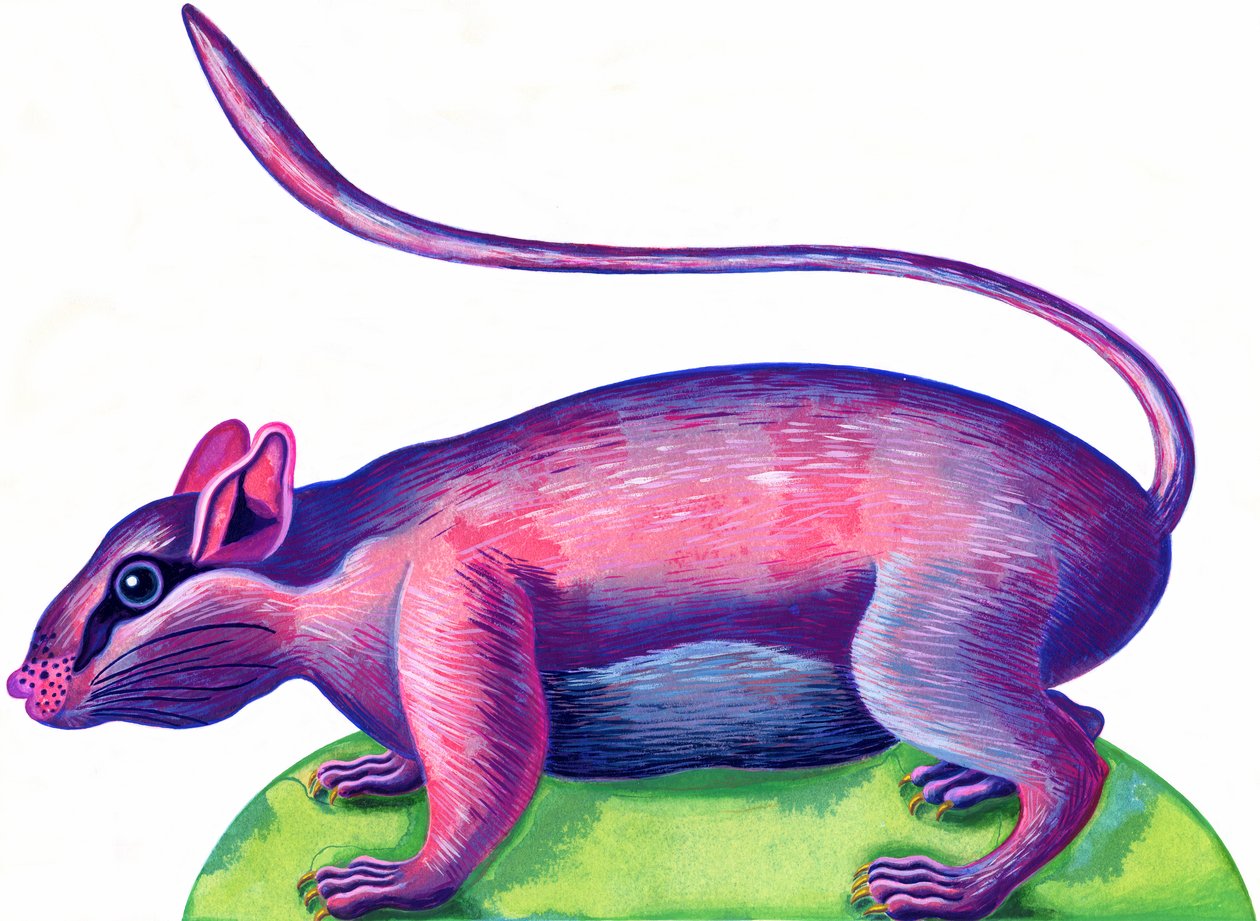 Rat，1996，（墨水和水粉） 作者 简·塔特斯菲尔德