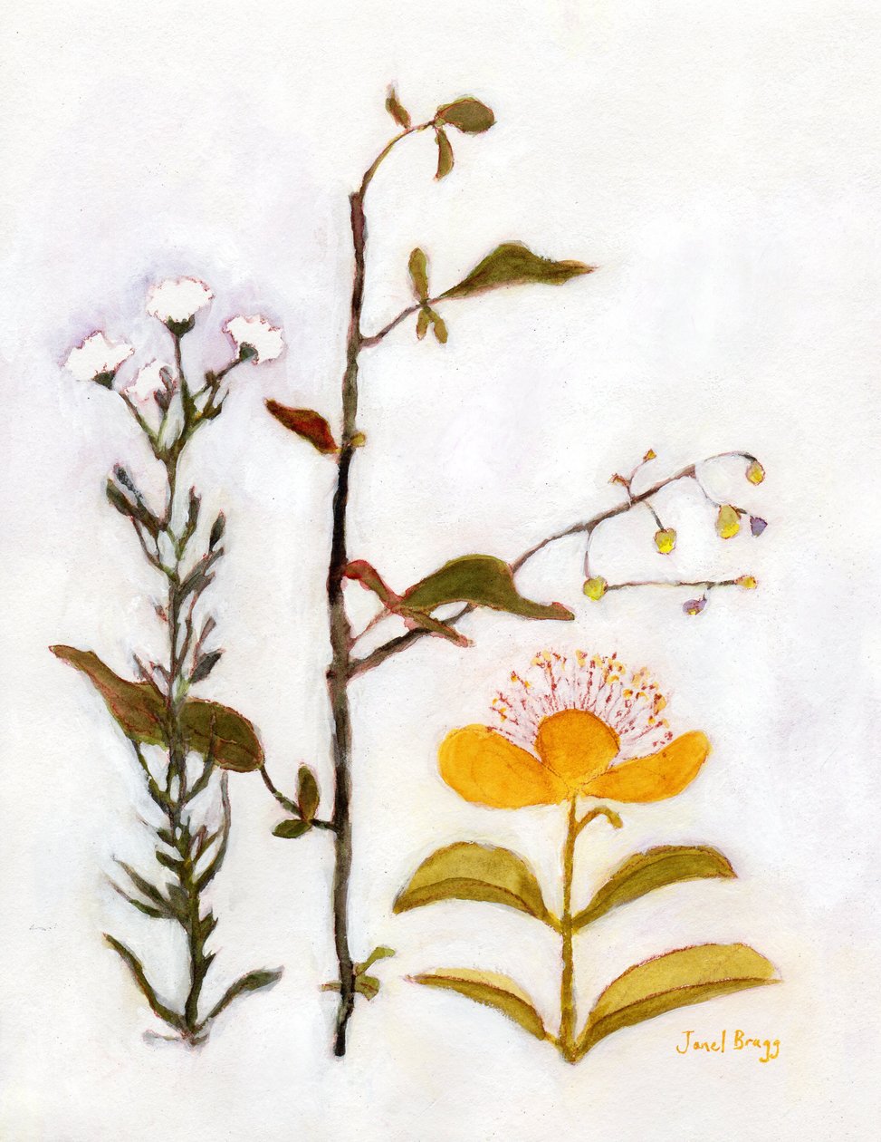 匍匐的圣约翰草与野花，c.2018（纸上水彩和酪蛋白） 作者 贾内尔·布拉格