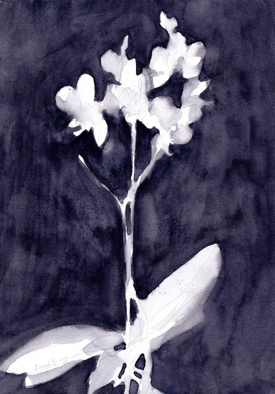 深蓝灰色的兰花印象，约2019年（纸本水彩画） 作者 贾内尔·布拉格