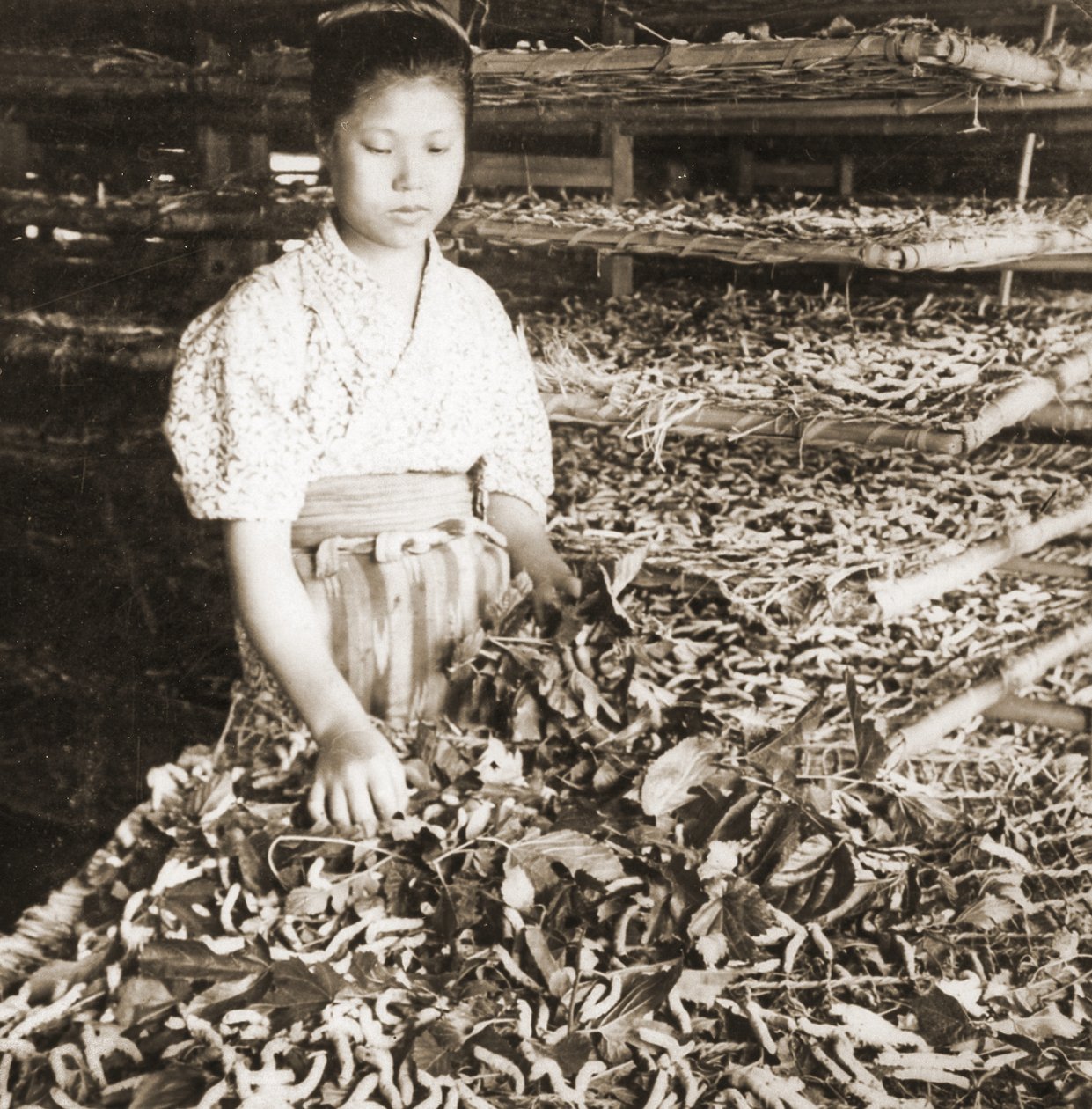 用桑叶喂养幼蚕，c.1900（蛋白照片） 作者 日本摄影师