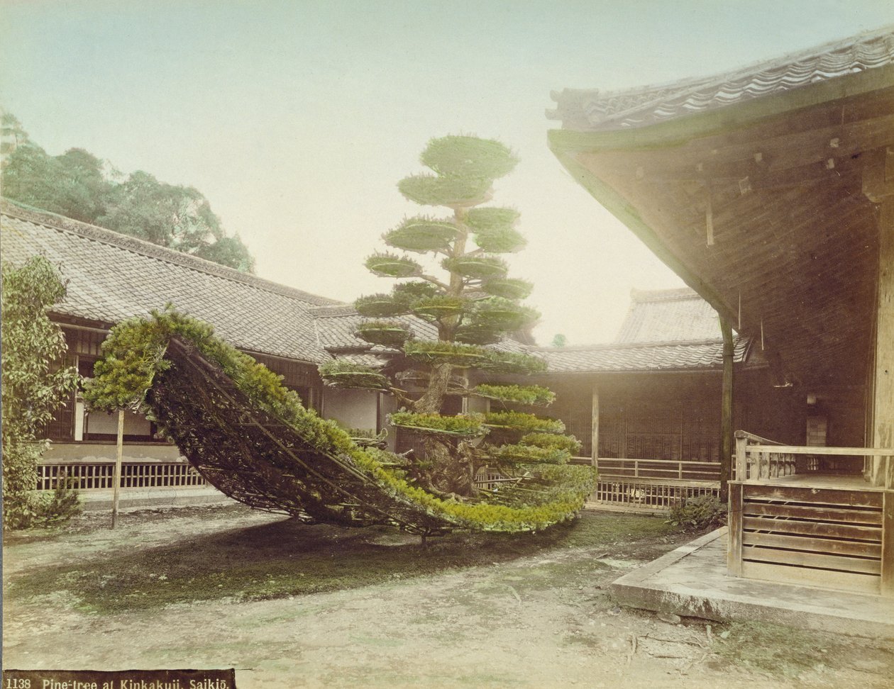 京都金阁寺的松树，c.1905（彩色照片） 作者 日本摄影师