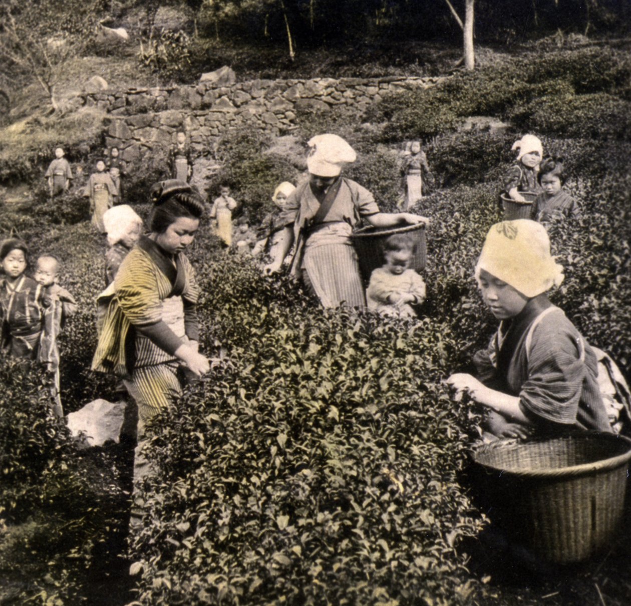 在宇治省采摘茶，c.1900（蛋白照片） 作者 日本摄影师