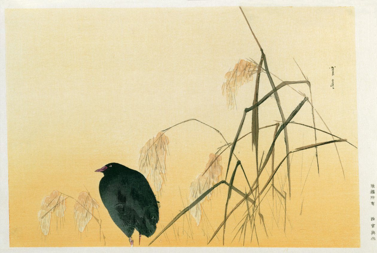 黑鸟，江户时代（丝绸卷轴） 作者 日本学校