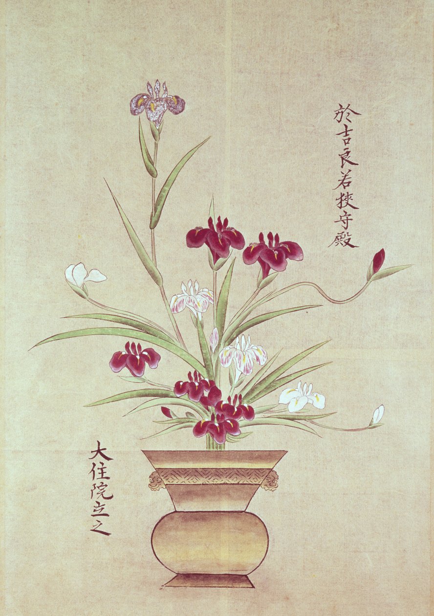 兰花 作者 日本学校