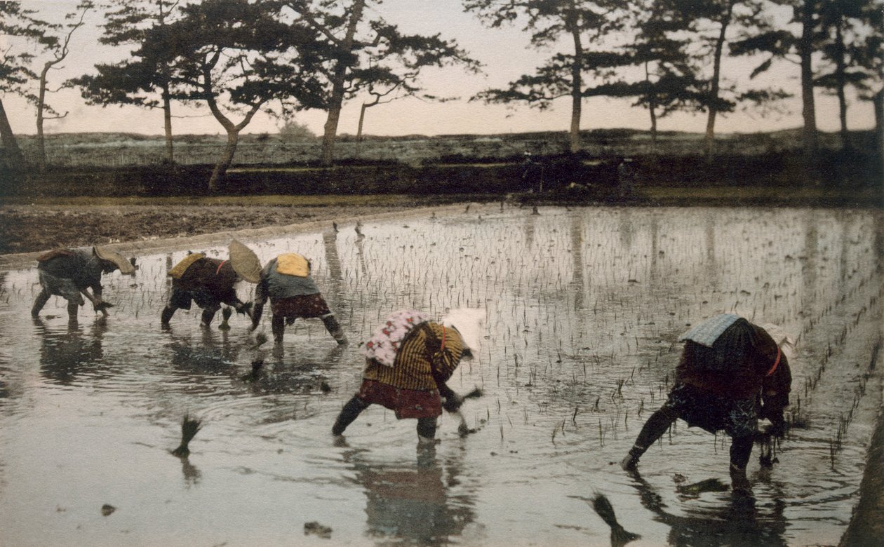 五个农民在稻田里重新种植水稻，19世纪90年代。 作者 日本摄影师