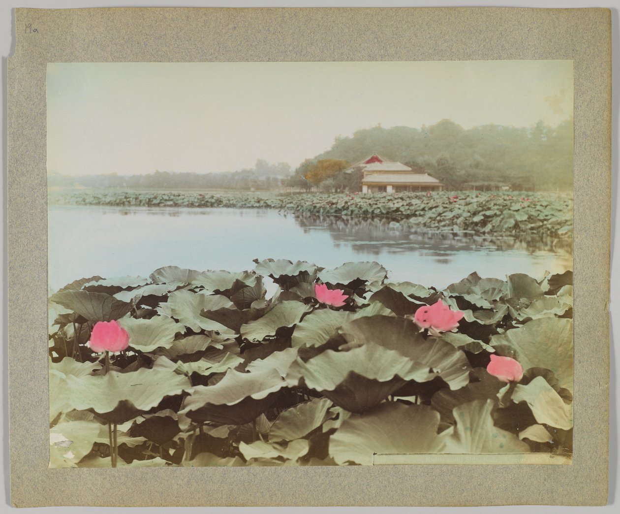 日本东京上野公园不忍池莲花（手绘黑白照片） 作者 日本摄影师
