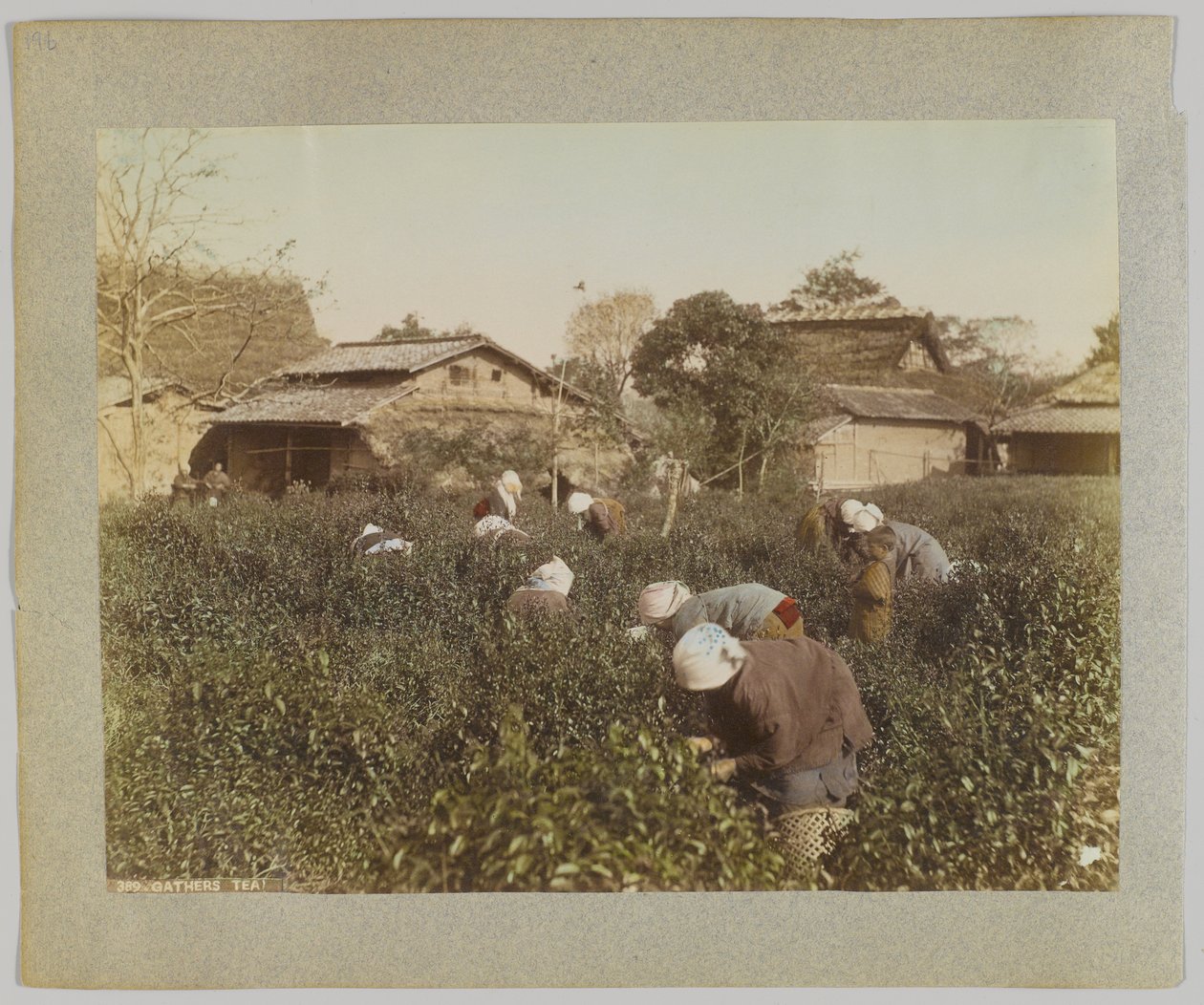 采茶，日本（手绘黑白照片 作者 日本摄影师