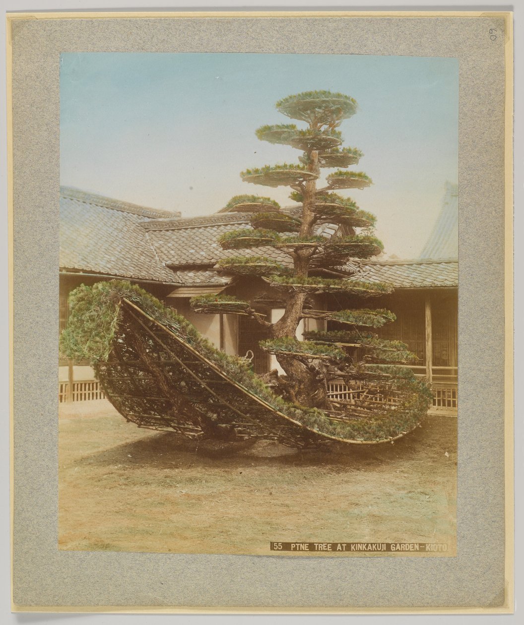 日本京都金阁寺花园的松树（手绘黑白照片 作者 日本摄影师