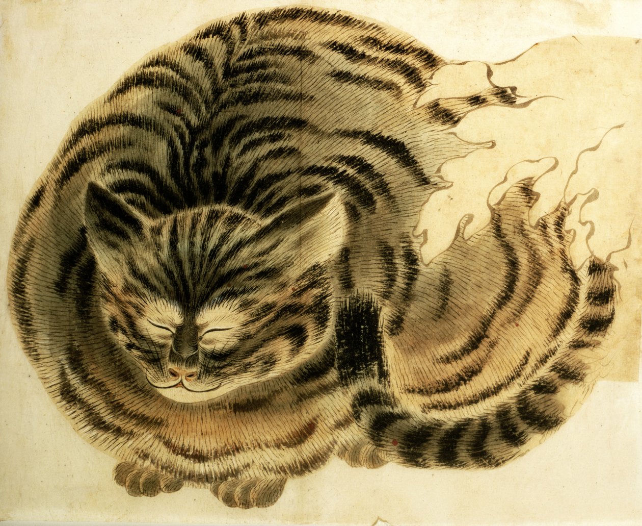 睡猫》，约 1850 年出版（纸面水彩画） 作者 日本摄影师