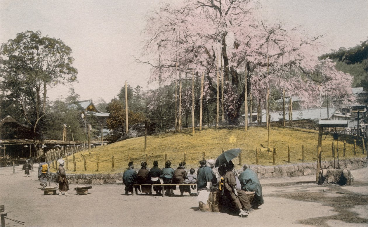 1890年代，京都丸山的著名樱花树。 作者 日本摄影师