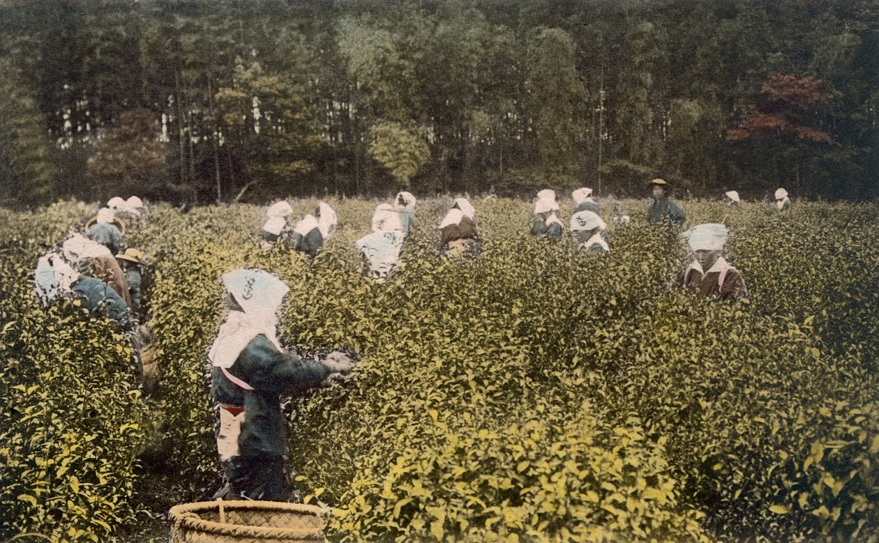 采摘茶叶的妇女，有男性监督员，1890年代。 作者 日本摄影师