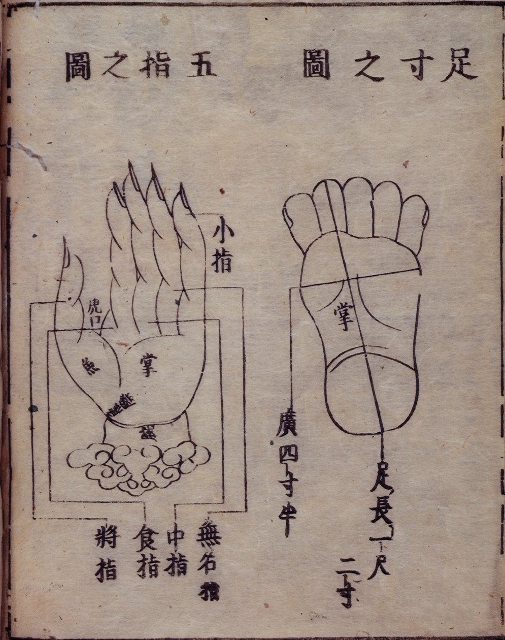 16029.b.5 fol.15v 手足穴位示意图，摘自日本对中国针灸著作《十三经法会》的注释，1341 年，华寿，京都 作者 日本学校
