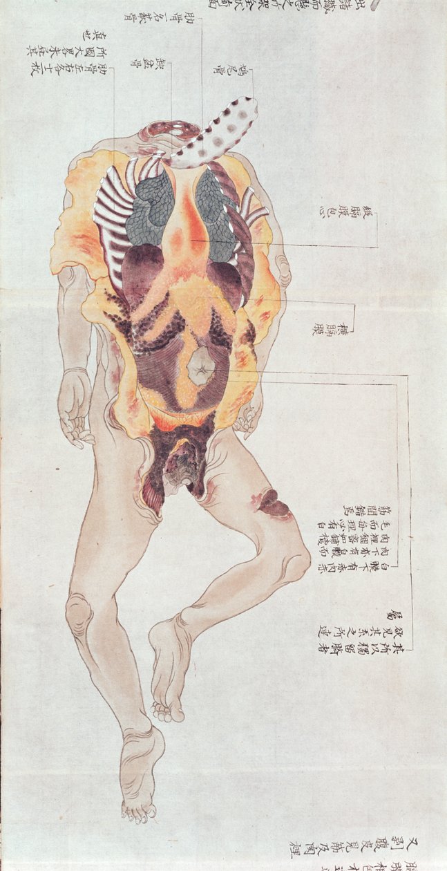 1896年，一名酷刑受害者从一名Midori医生的makimono中解剖出来的一个开膛破碎的尸体，1842年（笔和墨水在纸上） 作者 日本学校