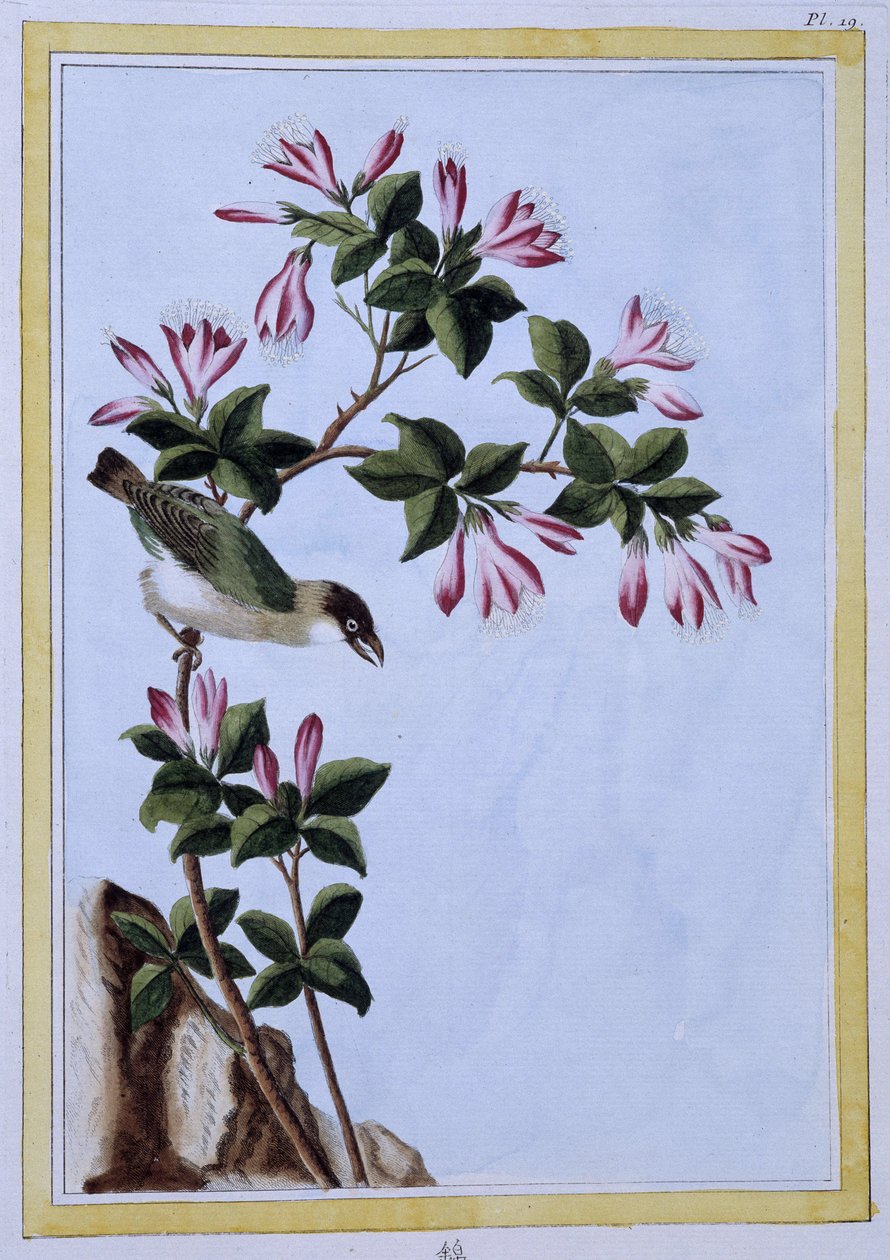Bird - Japanese print 作者 日本学校