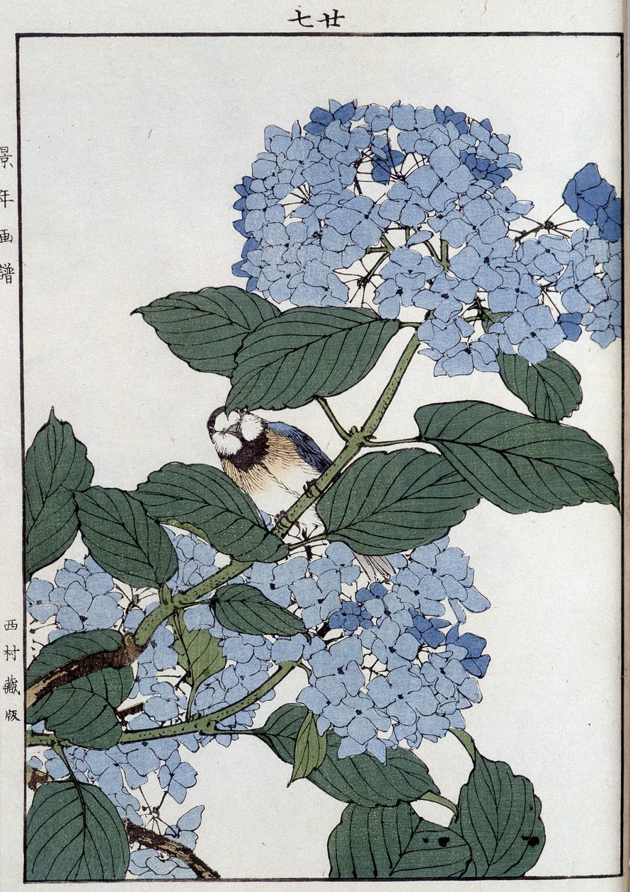 绣球花中的鸟儿 - 日本印刷品 作者 日本学校