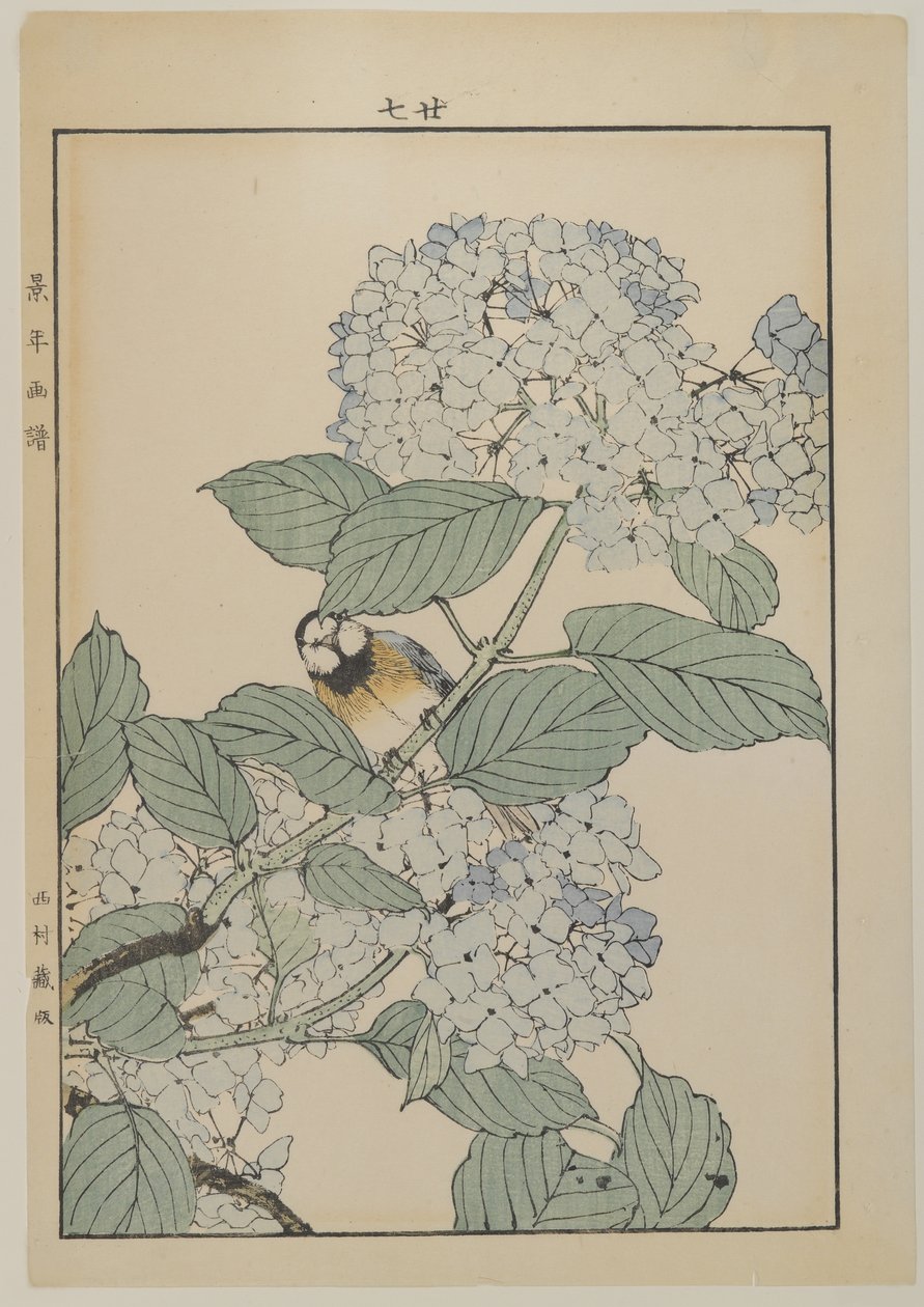 绣球花鸟，明治时期，c.1868-1912（彩色木版画） 作者 日本学校