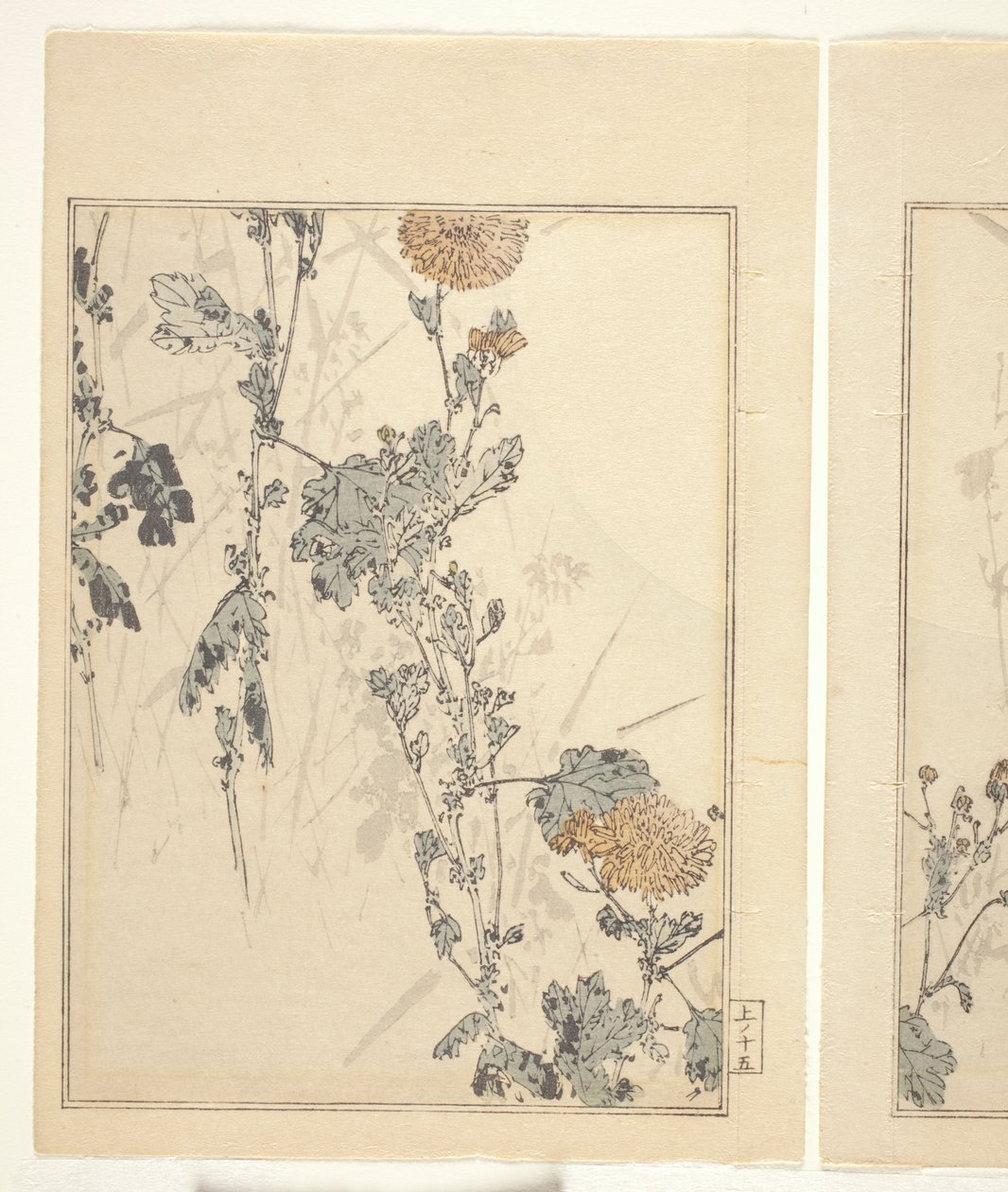 菊花（彩色木版画）（另见 374401） 作者 日本学校