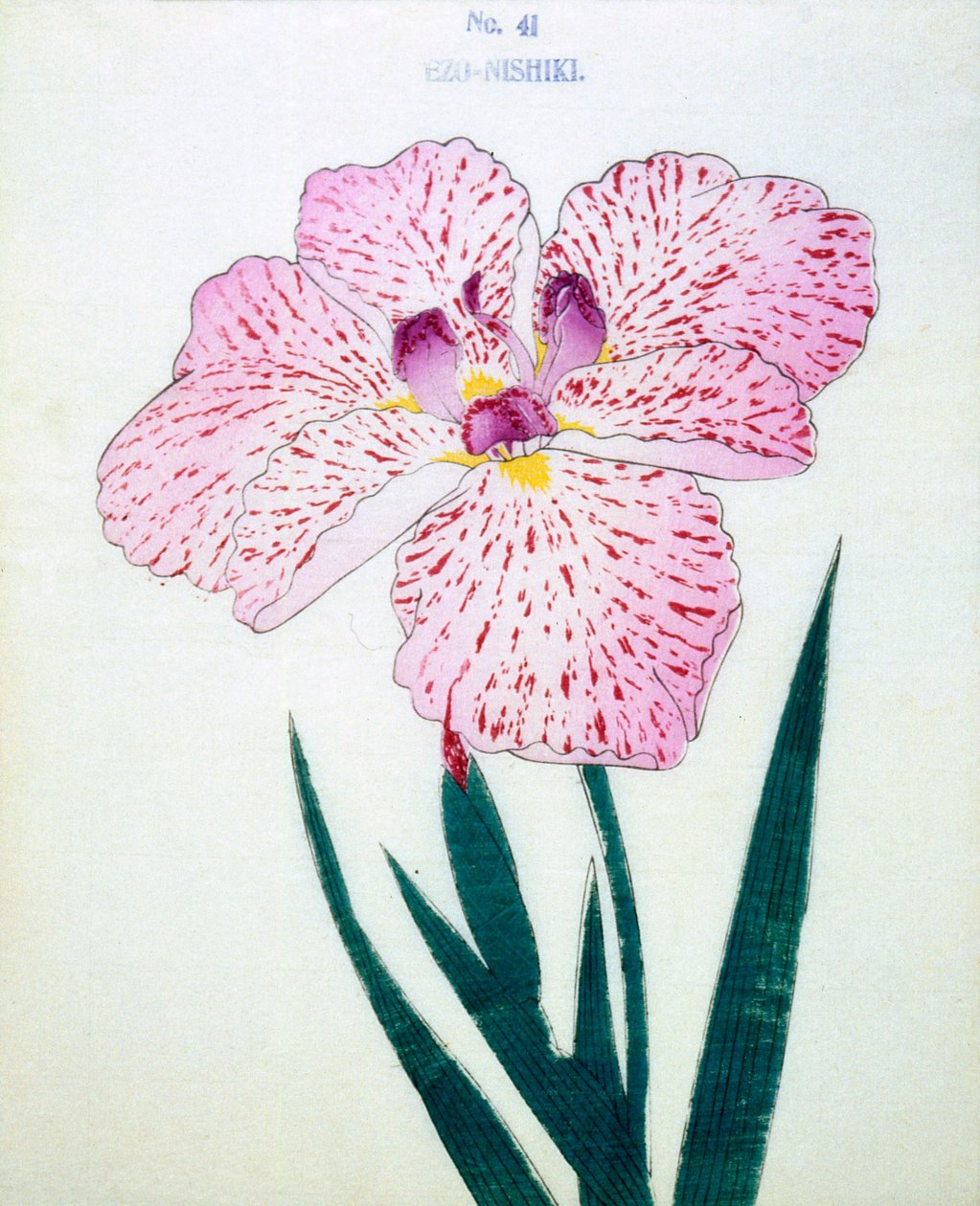 Ezo-Nishiki，第41期，1898年 作者 日本学校