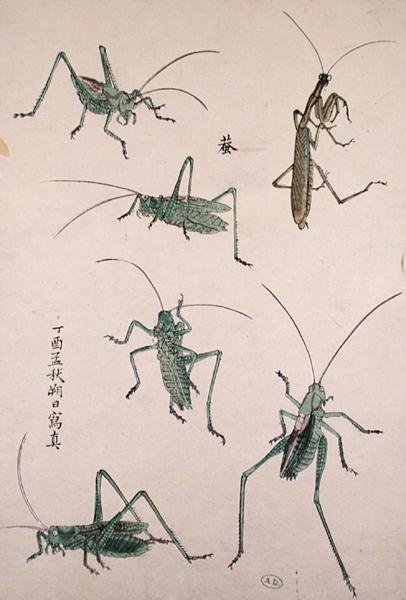 蚱蜢（彩色木版画） 作者 日本学校